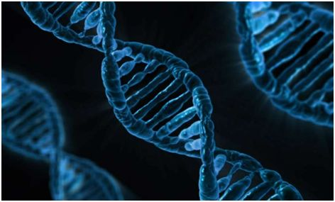 Mol Biol Evol：遗传病是人类抵抗病原体感染付出的代价